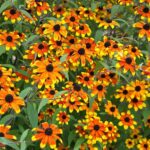 Rudbeckia-triloba-Prairie-Glow-2
