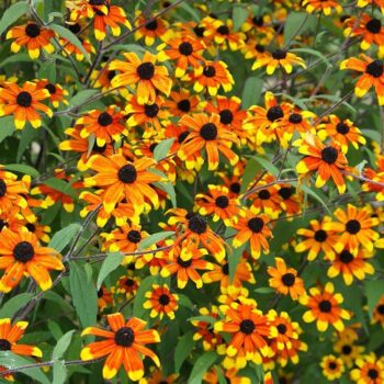 Rudbeckia-triloba-Prairie-Glow-2