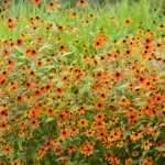 Rudbeckia-triloba-Prairie-Glow-3