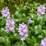 Vodeni zumbul-eichhornia-crassipes-1