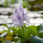 Vodeni zumbul-eichhornia-crassipes-2