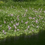 Vodeni zumbul-eichhornia-crassipes-3