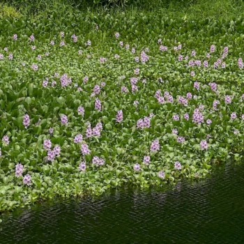 Vodeni zumbul-eichhornia-crassipes-3