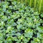 Vodeni zumbul-eichhornia-crassipes-4