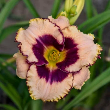 hemerocallis-daring-deception-1