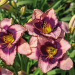 hemerocallis-daring-deception-2