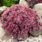 sedum-plum-dazzled-1