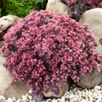 sedum-plum-dazzled-1