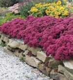 sedum-plum-dazzled-2