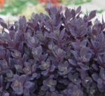 sedum-plum-dazzled-3