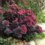 sedum-plum-dazzled-4
