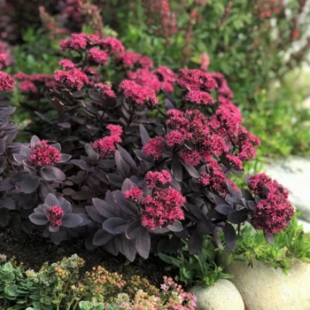 sedum-plum-dazzled-4