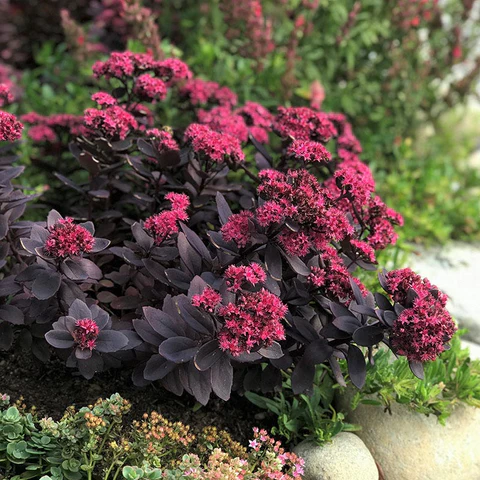 sedum-plum-dazzled-4 sedum-plum-dazzled-4
