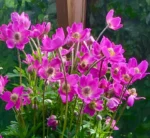 Anemona-Spring-Beauty-Pink-1