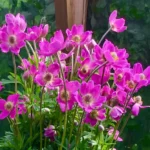 Anemona-Spring-Beauty-Pink-1