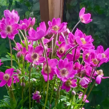 Anemona-Spring-Beauty-Pink-1