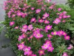 Anemona-Spring-Beauty-Pink-2