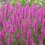 Lythrum-virgatum-Rosy-Gem-1