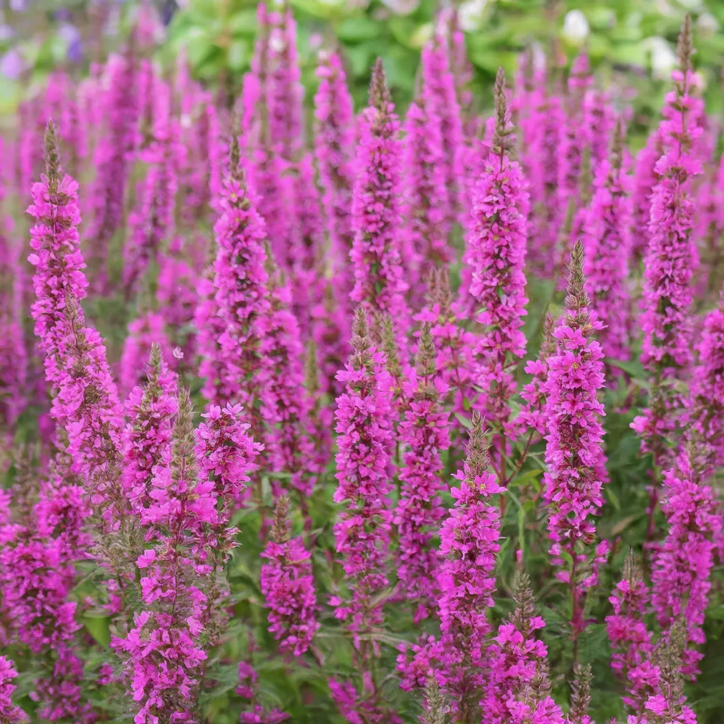 Lythrum-virgatum-Rosy-Gem-1 Lythrum-virgatum-Rosy-Gem-1