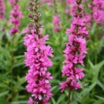 Lythrum-virgatum-Rosy-Gem-2