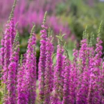 Lythrum-virgatum-Rosy-Gem-3
