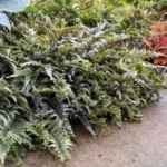 Paprat-Athyrium-niponicum-Crested-Surf-1