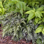 Paprat-Athyrium-niponicum-Crested-Surf-2