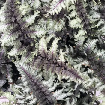 Paprat-Athyrium-niponicum-Crested-Surf-3