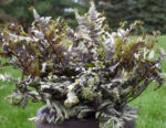 Paprat-Athyrium-niponicum-Crested-Surf-4