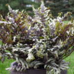 Paprat-Athyrium-niponicum-Crested-Surf-4