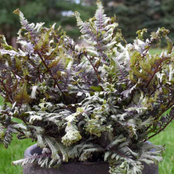 Paprat-Athyrium-niponicum-Crested-Surf-4