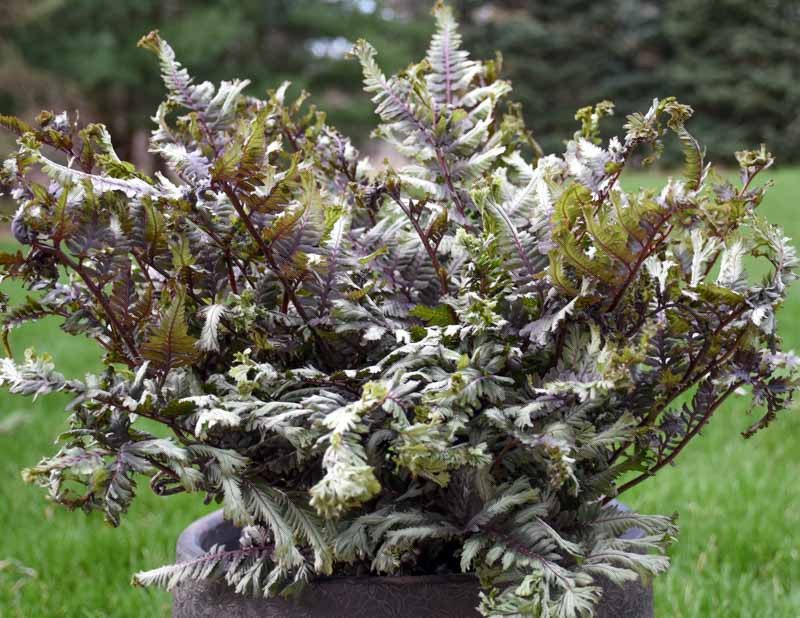 Paprat-Athyrium-niponicum-Crested-Surf-4 Paprat-Athyrium-niponicum-Crested-Surf-4
