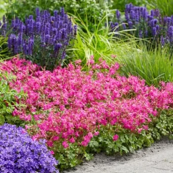 geranium-intense-2