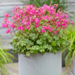 geranium-intense-3
