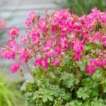 geranium-intense-4