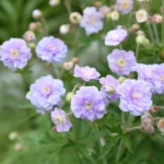 geranium-summer-skies-1