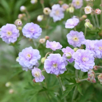 geranium-summer-skies-1