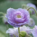 geranium-summer-skies-2