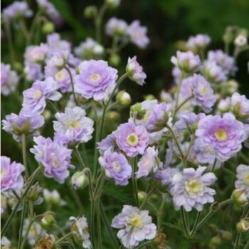 geranium-summer-skies-3