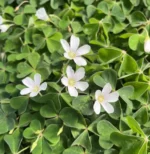 oxalis-beli-1