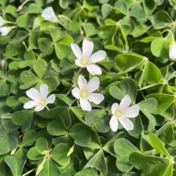 oxalis-beli-1