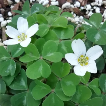 oxalis-beli-2