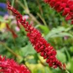 persicaria-bloody-mary-1