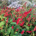 persicaria-bloody-mary-2