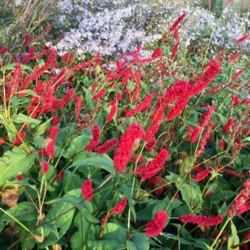 persicaria-bloody-mary-2