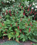 persicaria-bloody-mary-3