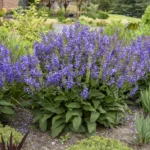 salvia-big-sky-1