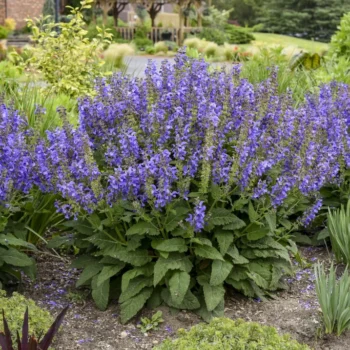 salvia-big-sky-1