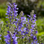 salvia-big-sky-2