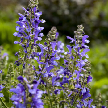 salvia-big-sky-2